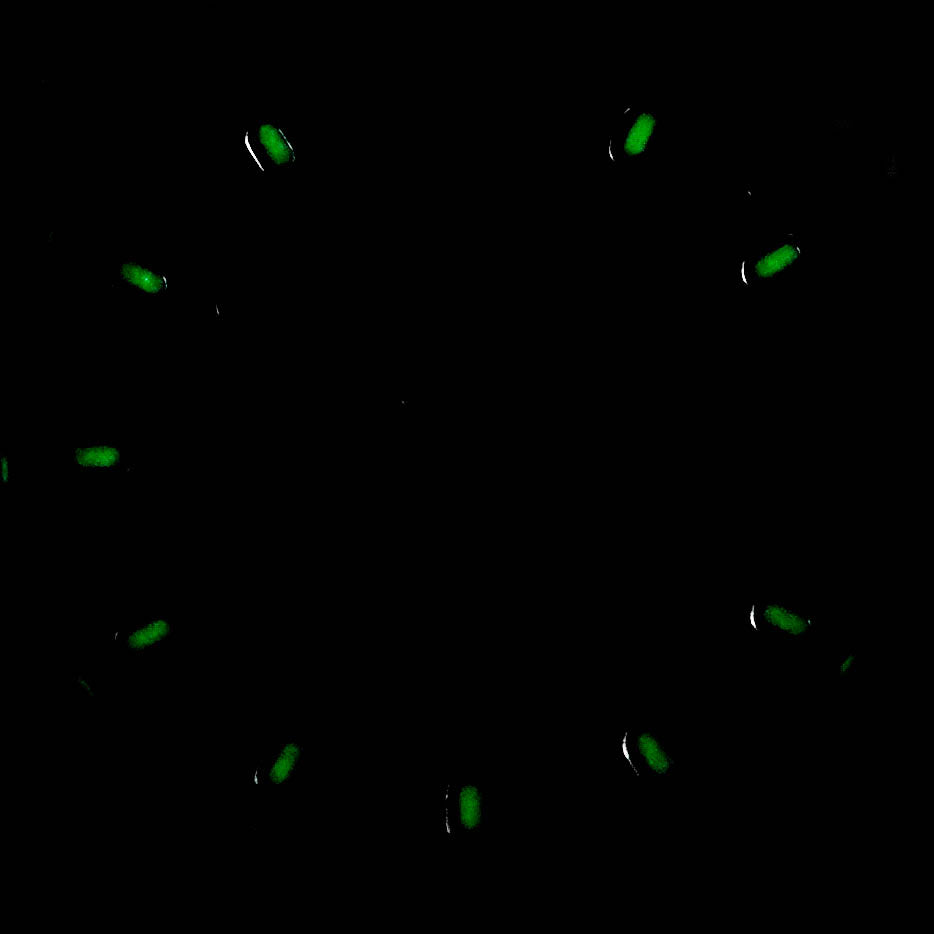 ROYAL OAK OFFSHORE 33MM BROWN DIAL (WATCH ONLY)