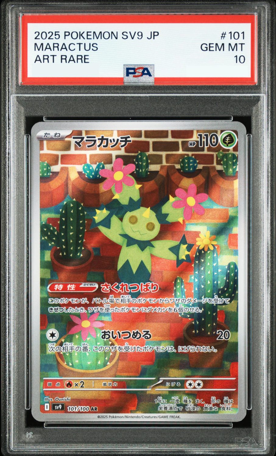 MARACTUS